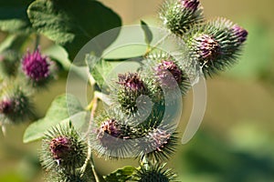 Lesser burdock bloom closeup view with blurred green plants on background