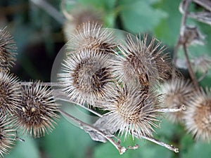 Lesser Burdock Seed heads in Autumn sunlight