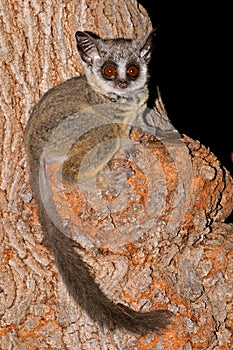 Lesser Bushbaby photo