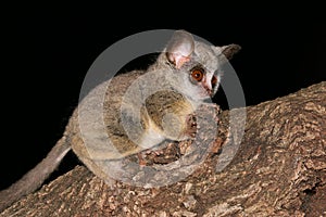 Lesser Bushbaby