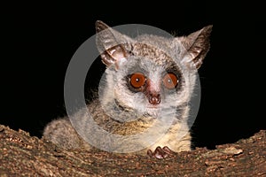 Lesser Bushbaby photo