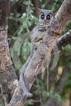 Lesser Bushbaby or galago seen on a tree