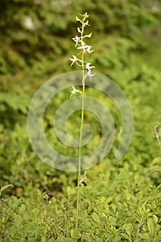 The lesser butterfly-orchid