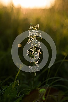 Lesser Butterfly-orchid. Platanthera bifolia