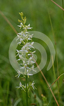 Lesser butterfly-orchid, ZweiblÃÂ¤ttrige Waldhyazinthe, Platanthera bifolia photo