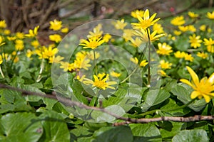 The lesser celandine