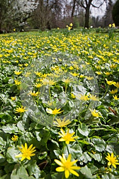 The lesser celandine