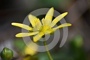 Lesser celandine (Ficaria verna)