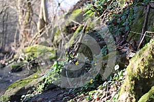 Lesser celandine by the Stream