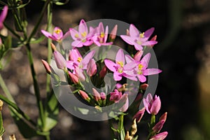 `Lesser Centaury` flowers - Centaurium Pulchellum