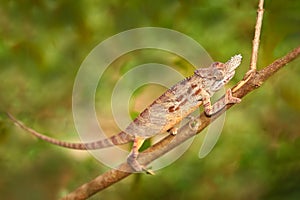 Lesser chameleon, Furcifer minor, sitting on the tree branch in the nature habitat, Ranomafana NP. Endemic Lizard from Madagascar