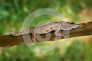 lesser chameleon, Furcifer minor, sitting on the tree branch in the nature habitat, Ranomafana NP. Endemic Lizard from Madagascar