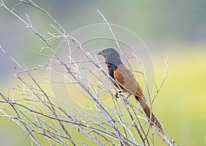 The lesser coucal (Centropus bengalensis) is a species of cuckoo in the family Cuculidae. photo