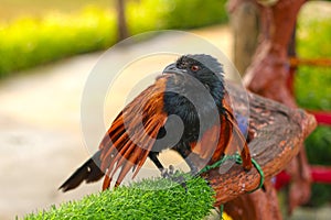 Lesser coucal Centropus bengalensis on a wooden branch.