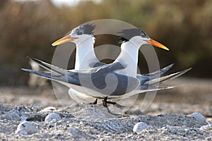 Lesser Crested Tern