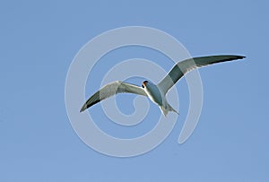 Lesser crested tern against blue sky