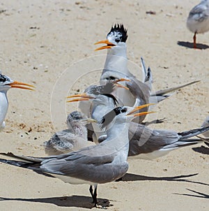 Lesser Crested Tern in Australia