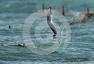Lesser crested tern emrging out with a fish