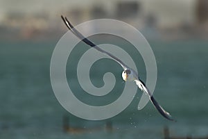 Lesser crested tern in flight after a dive
