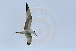 Lesser crested tern flying