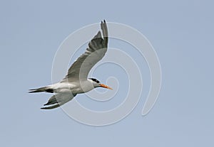 Lesser crested tern flying