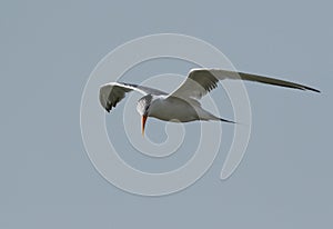 Lesser crested tern flying at Busaiteen coast, Bahrain