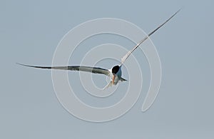 Lesser crested tern looking down in sea