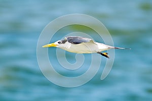 Lesser crested tern Thalasseus bengalensis in flight over the water