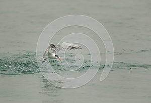 Lesser crested tern uplifting to fly after dive