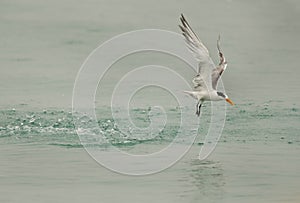 Lesser crested uplifting from water