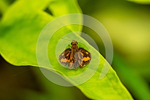 A lesser dart of skipper butterflies