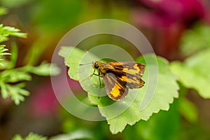 A lesser dart of skipper butterflies