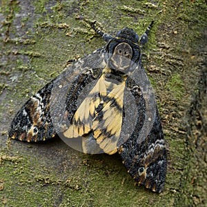 Lesser death`s head hawkmoth - Acherontia styx