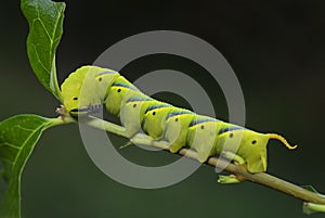 Lesser death`s head hawkmoth - Acherontia styx