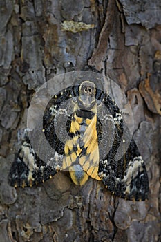 Lesser death`s head hawkmoth - Acherontia styx