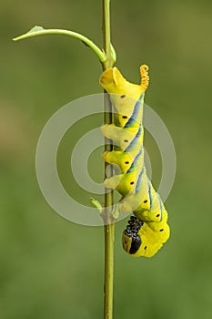 Lesser death`s head hawkmoth caterpillar