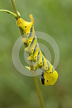 Lesser death`s head hawkmoth caterpillar
