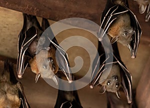 Lesser Dog-faced Fruit Bat, Cyneropterus brachyotis, Mother with juvenile