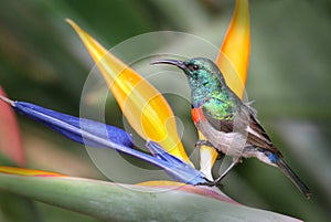 Lesser double collared sunbird