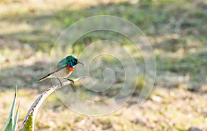 Lesser double-collared sunbird, sitting on cactus, loking down