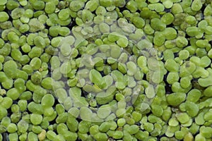 Lesser Duckweed (Lemna minor)