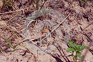 Lesser Earless Lizard  58712