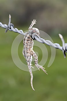 Lesser Earless Lizard Holbrookia maculata Impaled on Barbed Wire by a Shrike