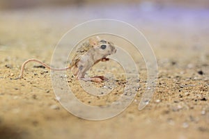 Lesser egyptian jerboa