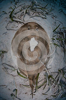 Lesser Electric Ray on Seafloor