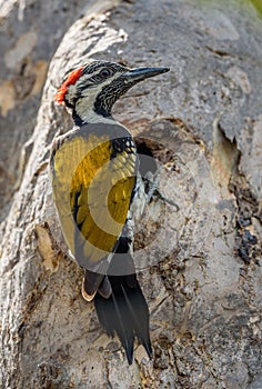 Lesser flame back woodpecker