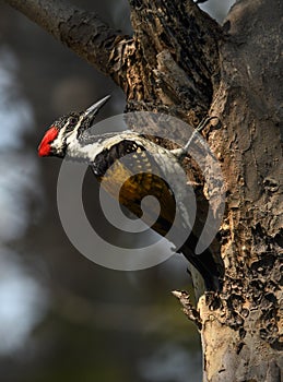 Lesser flame back woodpecker