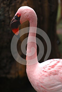 Lesser flamingo 002