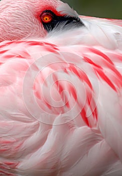 Lesser flamingo 004 2