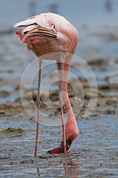 Lesser Flamingo